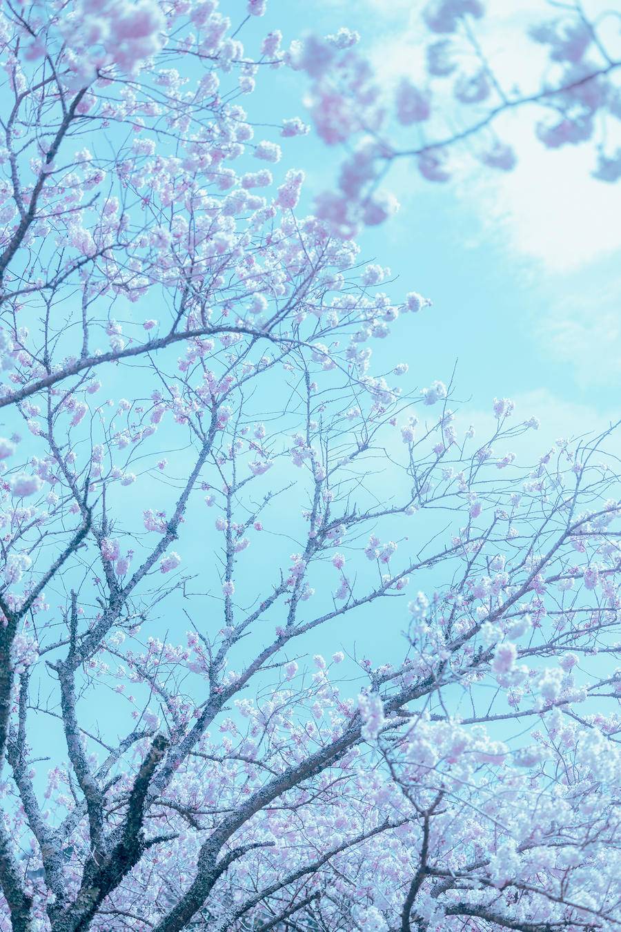 e8f2a1609a9f5-0